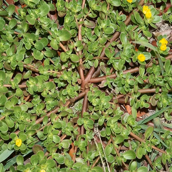 Mastering the Art of Planting and Gardening with Green Portulaca oleracea, A Detailed Guide to Growing These Resilient Flower Seeds