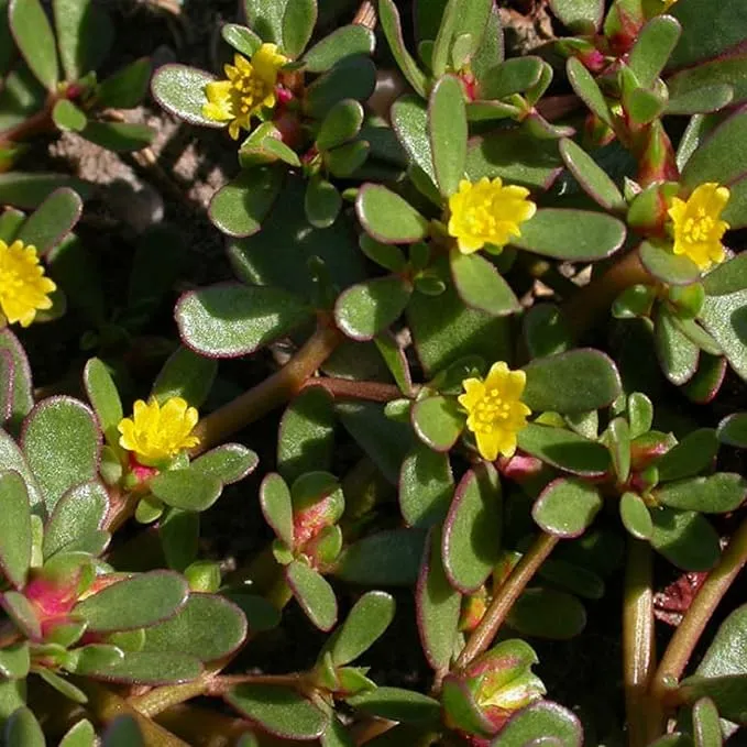 Mastering the Art of Planting and Gardening with Green Portulaca oleracea, A Detailed Guide to Growing These Resilient Flower Seeds
