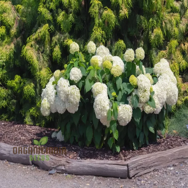 Annabelle Hydrangea Seeds, Arborescens, Annabelle Seeds for Planting
