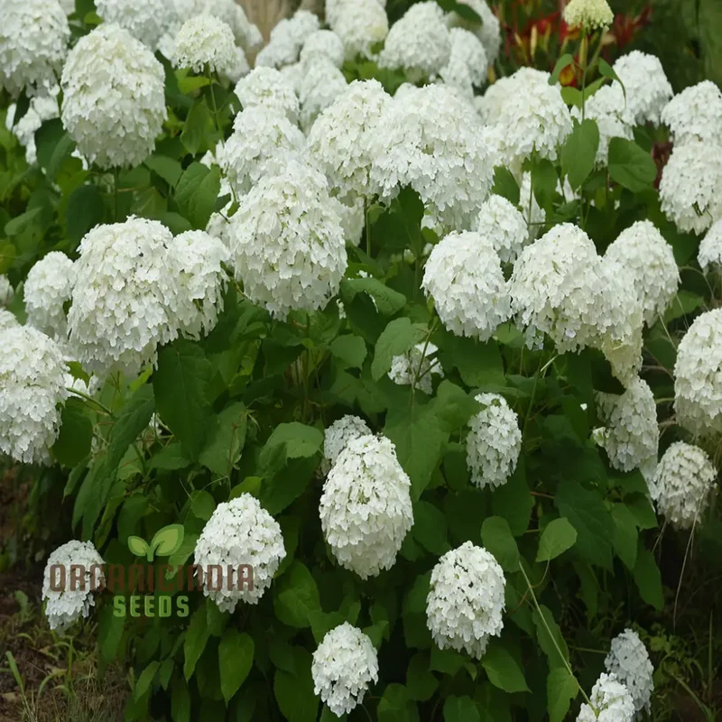 Annabelle Hydrangea Seeds, Arborescens, Annabelle Seeds for Planting
