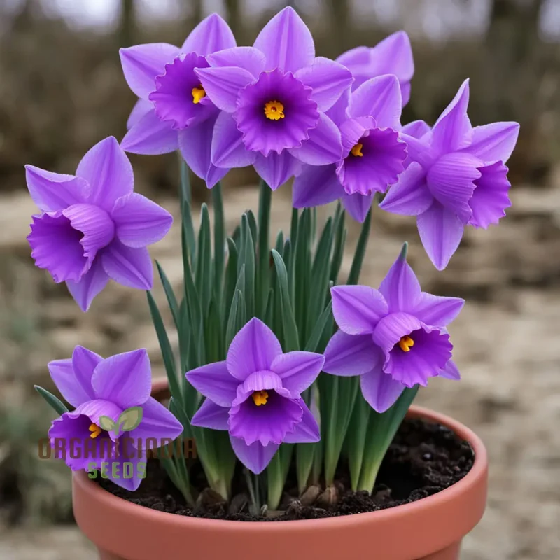 Purple Daffodil Flower Seeds, Rare Beauty: Purple Daffodil Flower Seeds - Grow Unique Spring Blooms