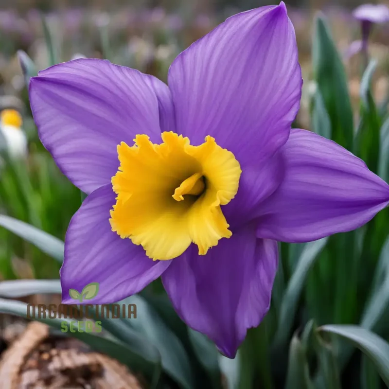 Purple Daffodil Flower Seeds, Rare Beauty: Purple Daffodil Flower Seeds - Grow Unique Spring Blooms