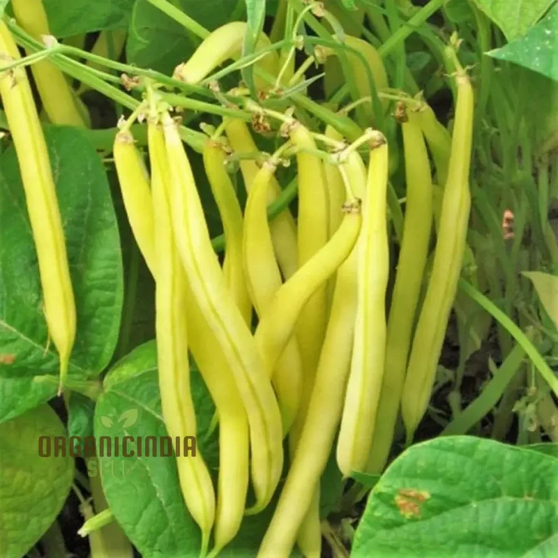 Heirloom Yellow Wax Bean Pole Kentucky Wonder - Very Productive Longwords Vegetable Seeds For Planting