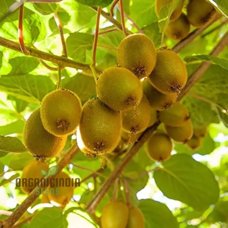 Green Kiwi Fruit Seeds For Planting and Gardening Beauty Guide For Fruit Seed Plants