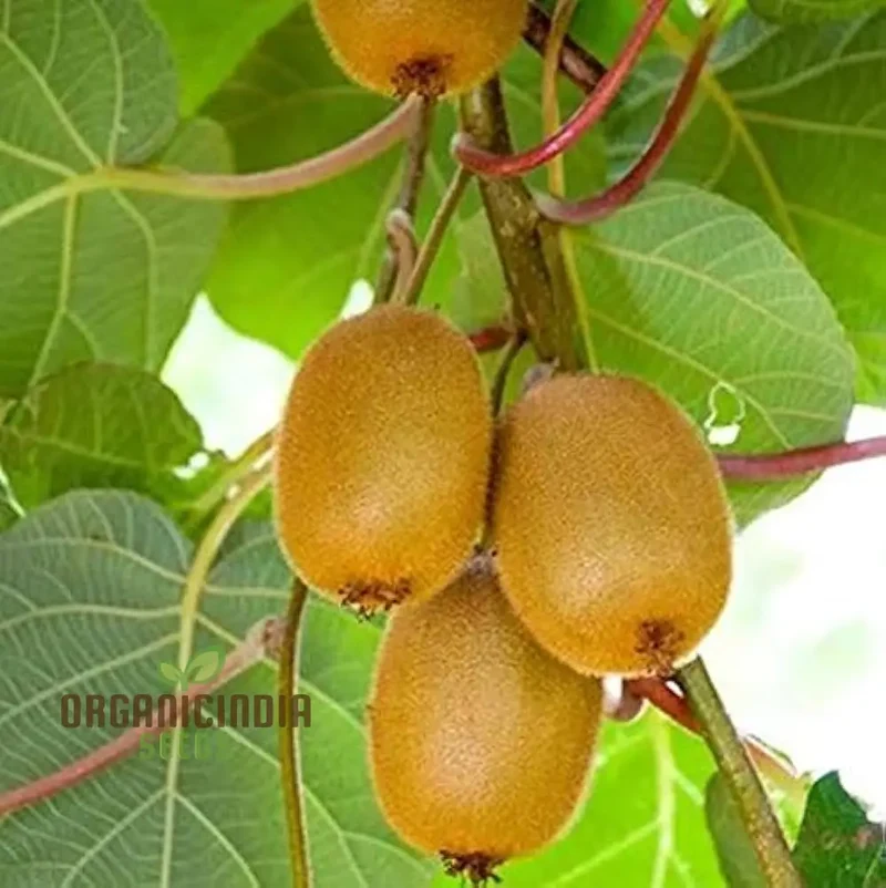 Green Kiwi Fruit Seeds For Planting and Gardening Beauty Guide For Fruit Seed Plants