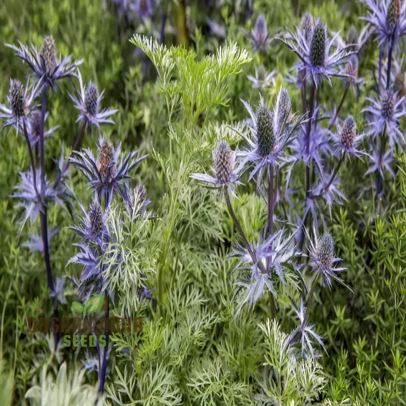 Sea Blue Holly Flower Seeds, Fresh Sea Blue Holly Seeds for Planting