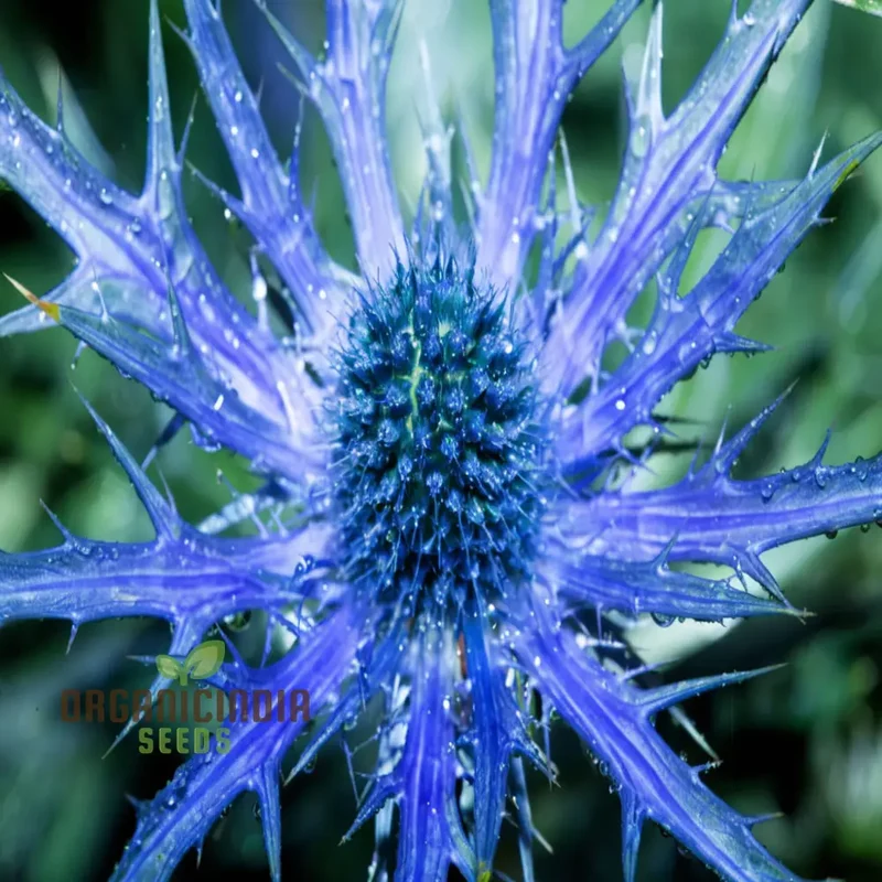 Sea Blue Holly Flower Seeds, Fresh Sea Blue Holly Seeds for Planting