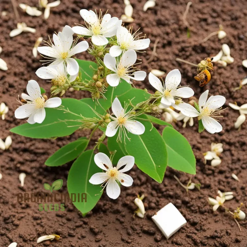 Bee-Beloved Euodia Hupehensis Seeds – Premium Seeds for Planting, Pollinator-Friendly Tree