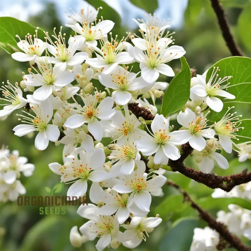 Bee-Beloved Euodia Hupehensis Seeds – Premium Seeds for Planting, Pollinator-Friendly Tree