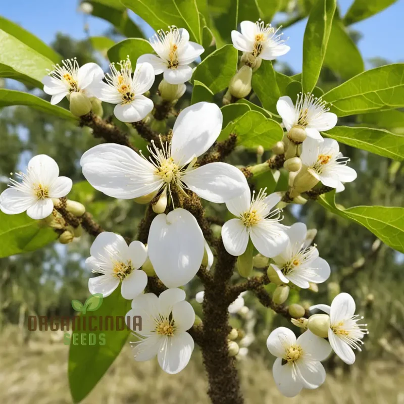 Bee-Beloved Euodia Hupehensis Seeds – Premium Seeds for Planting, Pollinator-Friendly Tree