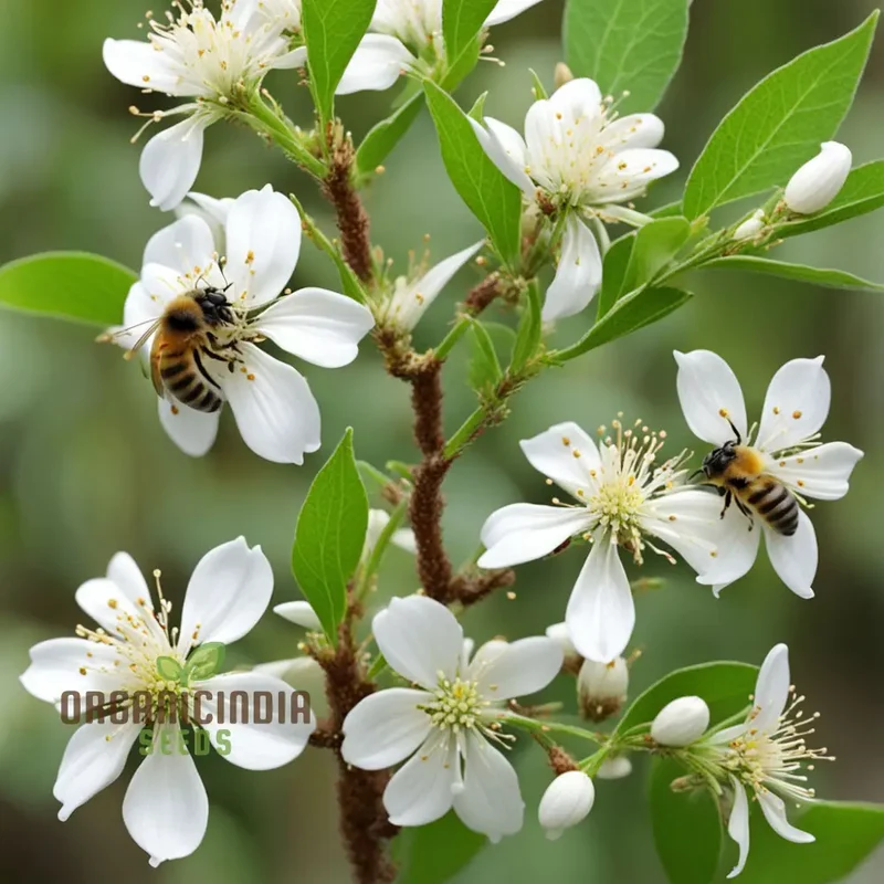 Bee-Beloved Euodia Hupehensis Seeds – Premium Seeds for Planting, Pollinator-Friendly Tree