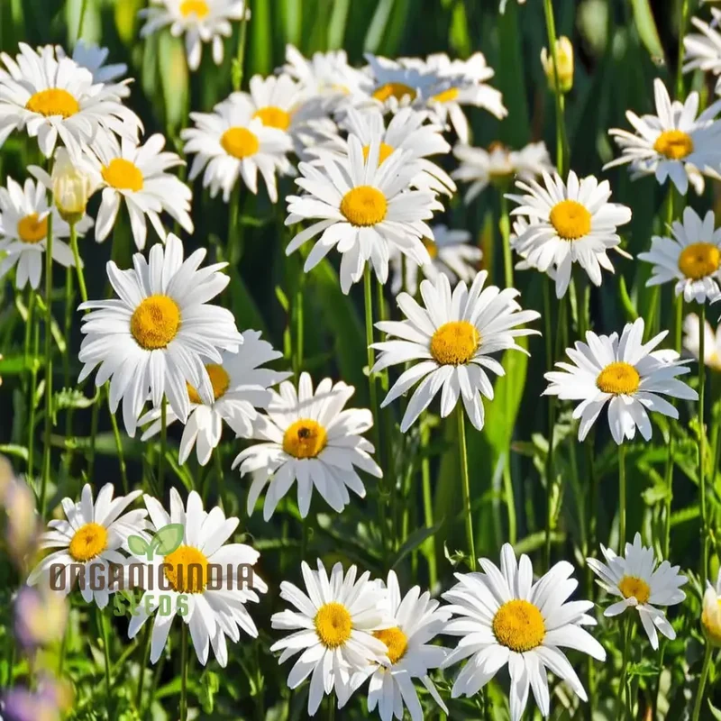 Brighten Your Garden, White Leucanthemum Flower Seeds - Cheerful Blooms Await
