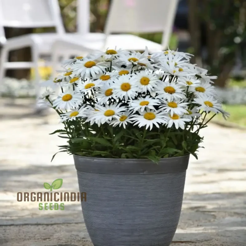 Brighten Your Garden, White Leucanthemum Flower Seeds - Cheerful Blooms Await