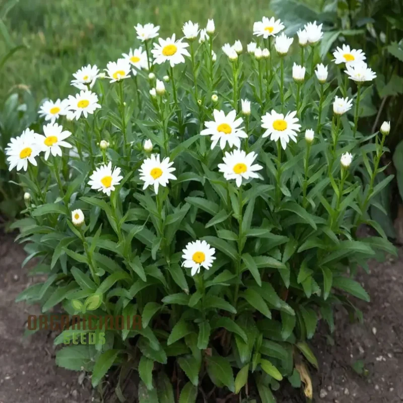 Brighten Your Garden, White Leucanthemum Flower Seeds - Cheerful Blooms Await