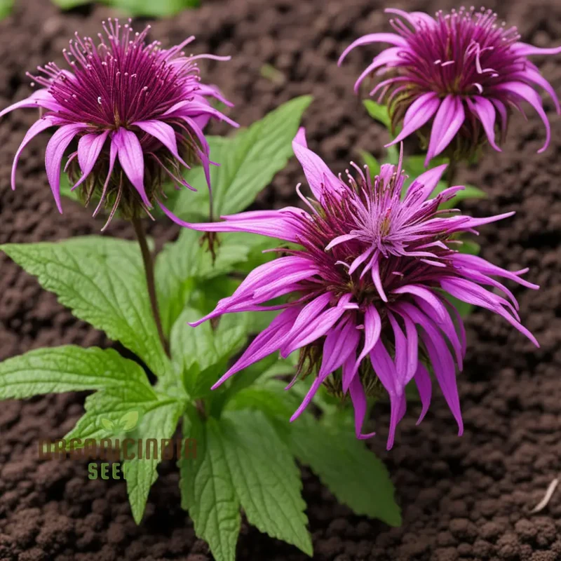 Lemon Bee Balm Seeds – Purple Monarda Citriodora Flowers for Garden Planting