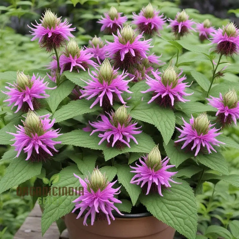 Lemon Bee Balm Seeds – Purple Monarda Citriodora Flowers for Garden Planting