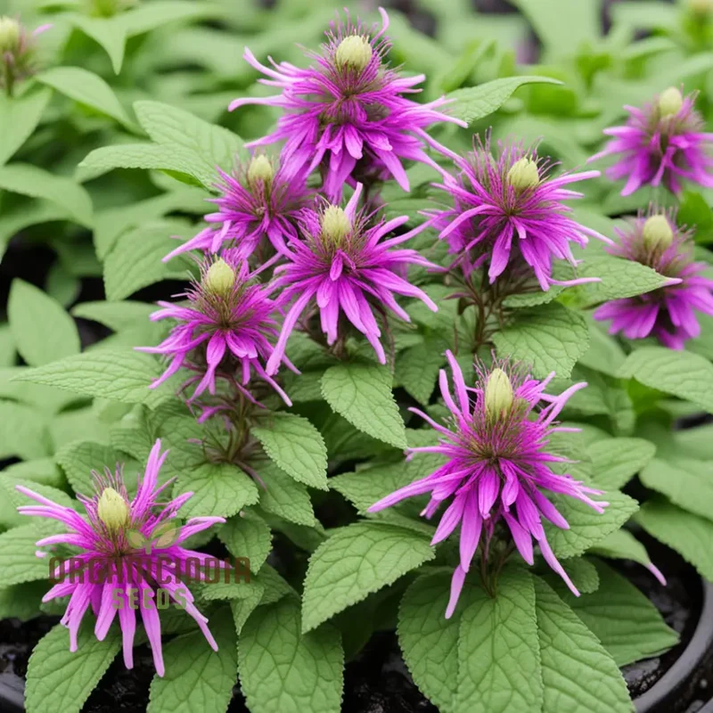 Lemon Bee Balm Seeds – Purple Monarda Citriodora Flowers for Garden Planting
