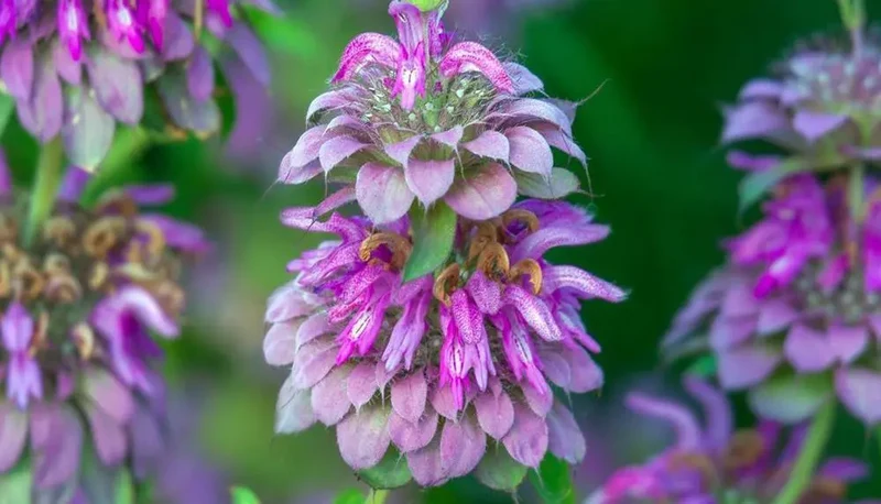 Lemon Bee Balm Seeds – Purple Monarda Citriodora Flowers for Garden Planting