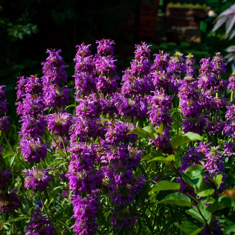 Lemon Bee Balm Seeds – Purple Monarda Citriodora Flowers for Garden Planting