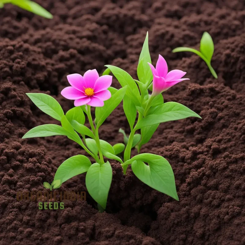 Wilcoxon Poselgeri Flower Seeds, Discover Unique Beauty: Wilcoxon Poselgeri Flower Seeds - Vibrant Varieties Await
