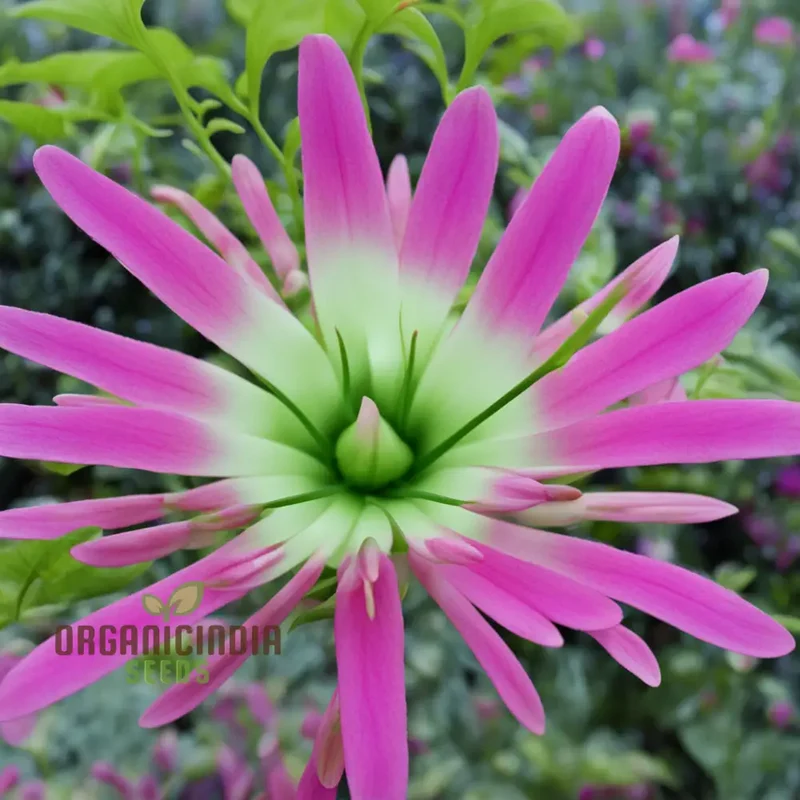 Wilcoxon Poselgeri Flower Seeds, Discover Unique Beauty: Wilcoxon Poselgeri Flower Seeds - Vibrant Varieties Await