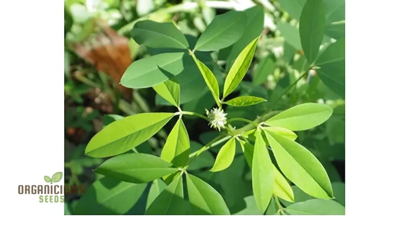 Chipili seeds Guatemala Buy Chipili plant seeds Guatemalan Chipili plant seeds
