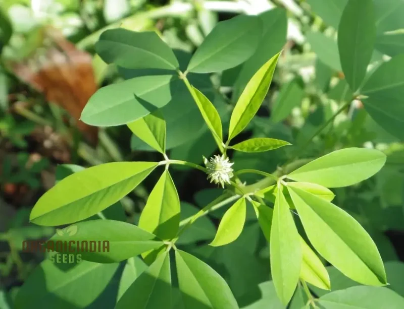 Chipili seeds Guatemala Buy Chipili plant seeds Guatemalan Chipili plant seeds