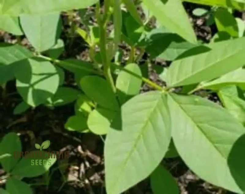 Chipili seeds Guatemala Buy Chipili plant seeds Guatemalan Chipili plant seeds