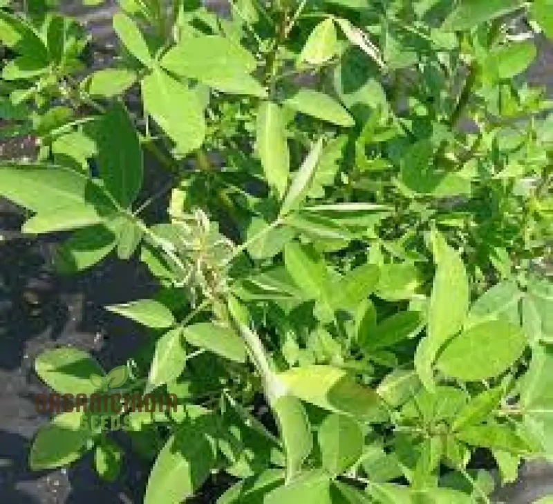 Chipili seeds Guatemala Buy Chipili plant seeds Guatemalan Chipili plant seeds