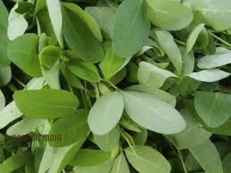 Chipili seeds Guatemala Buy Chipili plant seeds Guatemalan Chipili plant seeds