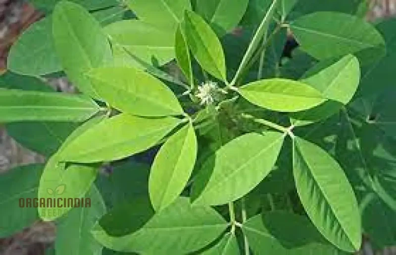 Chipili seeds Guatemala Buy Chipili plant seeds Guatemalan Chipili plant seeds