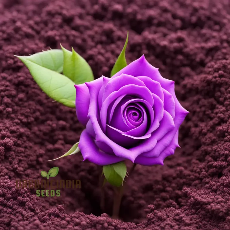 Purple Rose Seeds for Planting - Start Your Blooming Journey Today Grow Your Garden with Elegance: