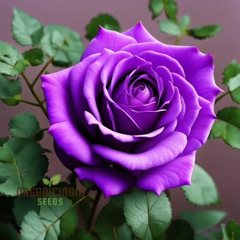 Purple Rose Seeds for Planting - Start Your Blooming Journey Today Grow Your Garden with Elegance: