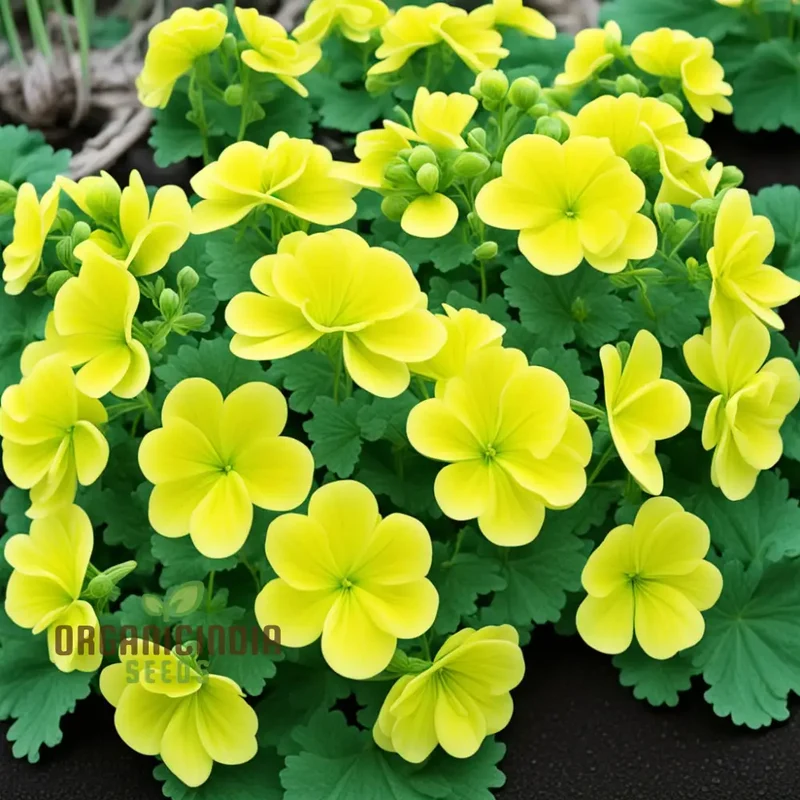 Yellow Geranium Flower Seeds, Brighten Your Garden with Stunning Blooms Using Premium Flower Seeds for Planting
