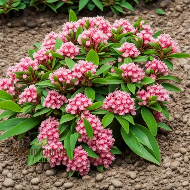 Blossom with Grace: Pink Laurel Flower Seeds - Add Elegance to Your Garden