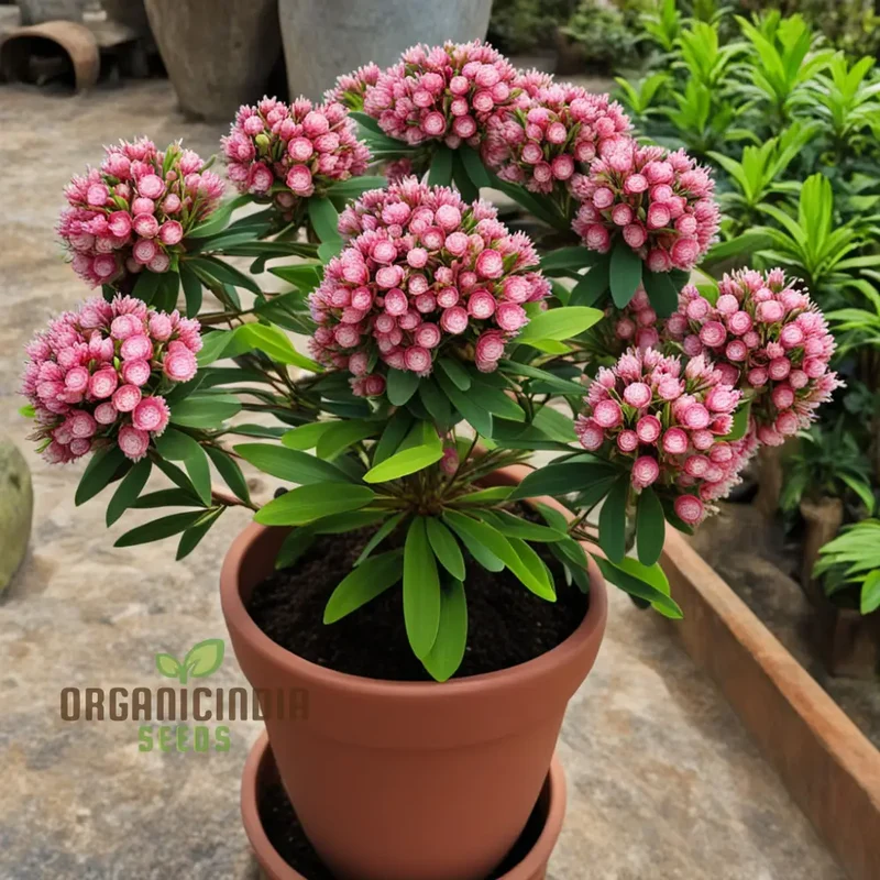Blossom with Grace: Pink Laurel Flower Seeds - Add Elegance to Your Garden