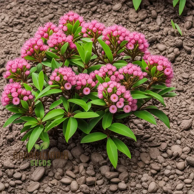 Blossom with Grace: Pink Laurel Flower Seeds - Add Elegance to Your Garden