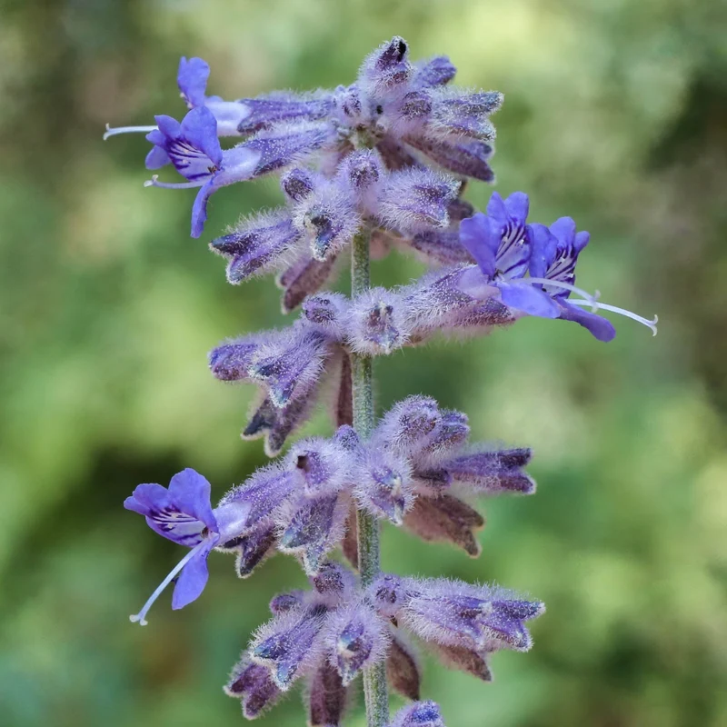 Russian Sage Plant Seeds – Perovskia Atriplicifolia Drought-Tolerant Perennial for Borders & Landscapes