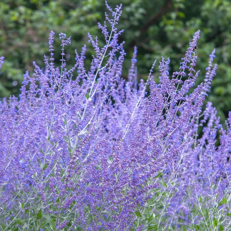 Russian Sage Plant Seeds – Perovskia Atriplicifolia Drought-Tolerant Perennial for Borders & Landscapes