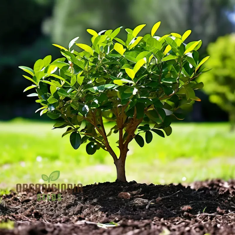 Vibrant Green Ligustrum Seeds – Premium Quality Ornamental Hedge Variety