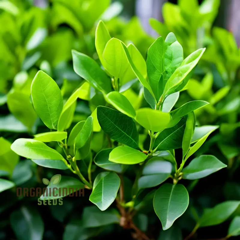 Vibrant Green Ligustrum Seeds – Premium Quality Ornamental Hedge Variety