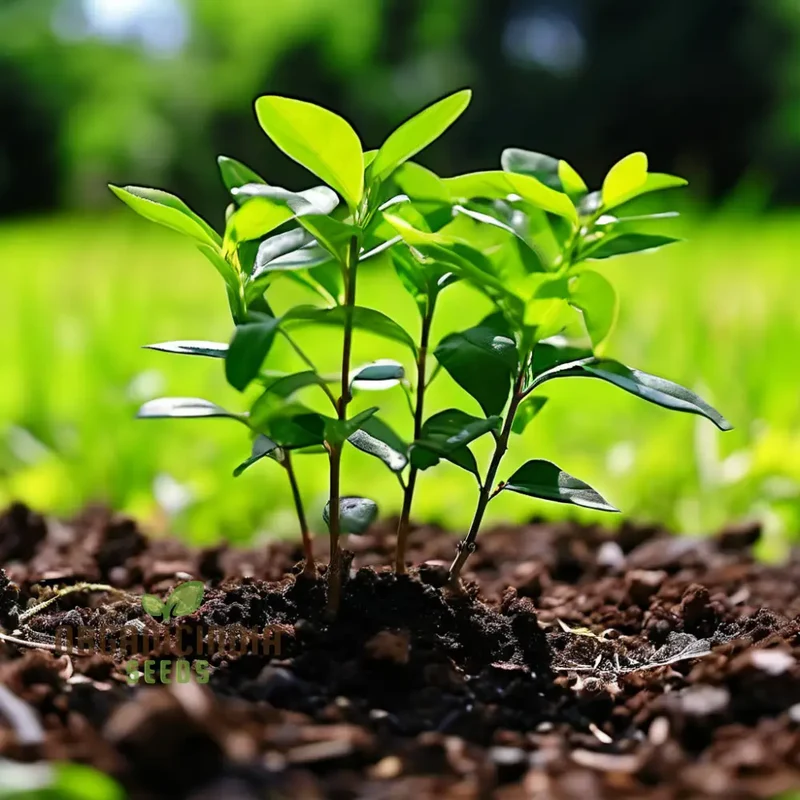Vibrant Green Ligustrum Seeds – Premium Quality Ornamental Hedge Variety