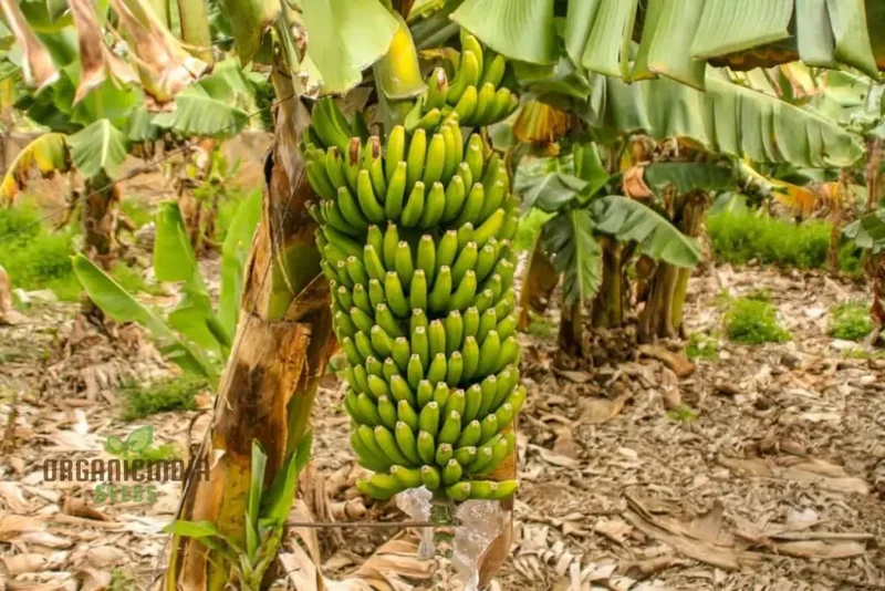 Green Banana Fruit Seeds, High-Quality Seeds for Planting Your Own Banana Trees