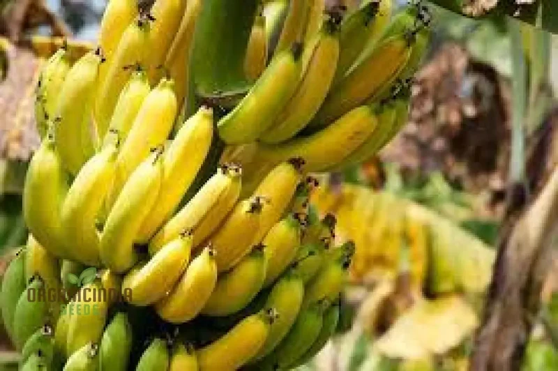 Green Banana Fruit Seeds, High-Quality Seeds for Planting Your Own Banana Trees