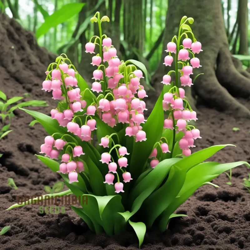 Pink Lily of the Valley Seeds, Pink Lily Flower Seeds