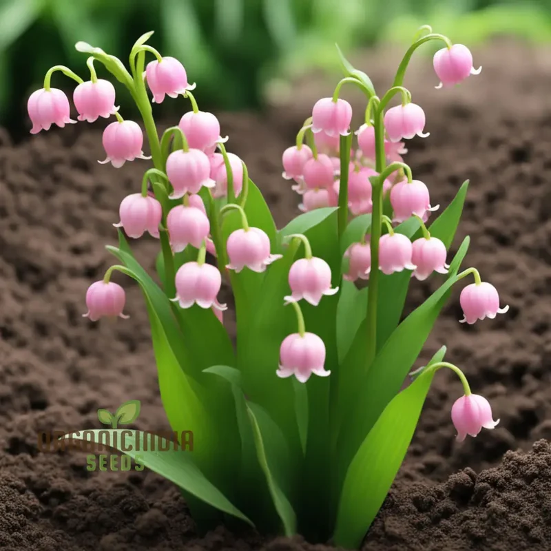 Pink Lily of the Valley Seeds, Pink Lily Flower Seeds