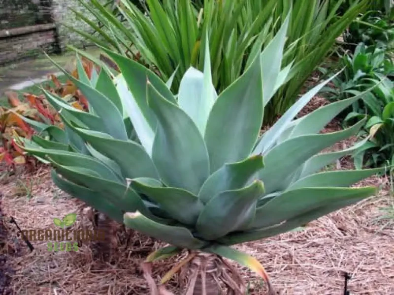 New Fresh 5pcs Green Agave attenuata Plant Seeds, 5pcs Green Agave attenuata Plant Seeds, Green Agave attenuata Plant Seeds pack of 5, Buy Green Agave attenuata Plant Seeds online, 5pcs Agave attenuata Plant Seeds assortment