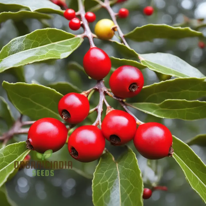 Red Ilex Opaca Fruit Seeds for Planting, Cultivate Your Garden with Exotic Holly Fruit Seeds