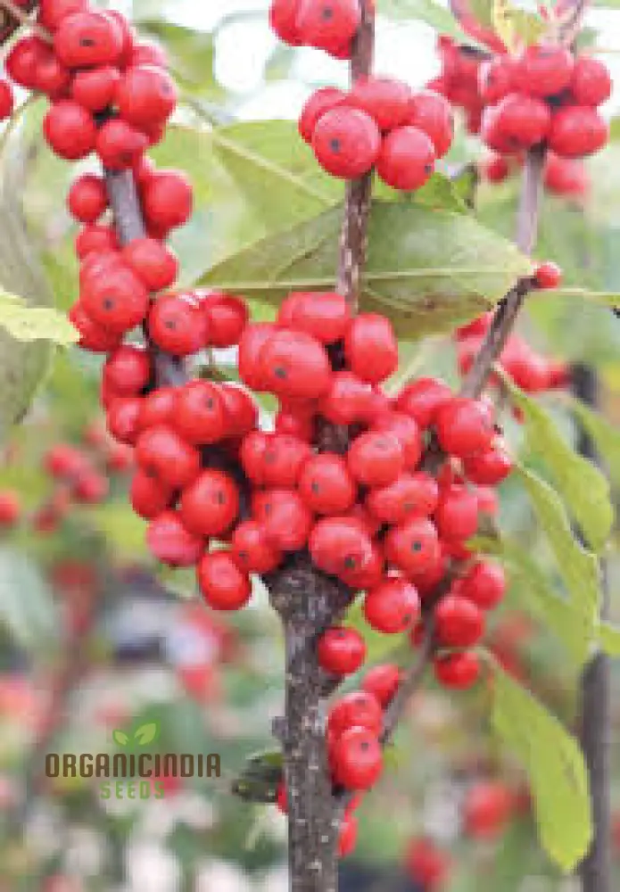 Red Ilex Opaca Fruit Seeds for Planting, Cultivate Your Garden with Exotic Holly Fruit Seeds