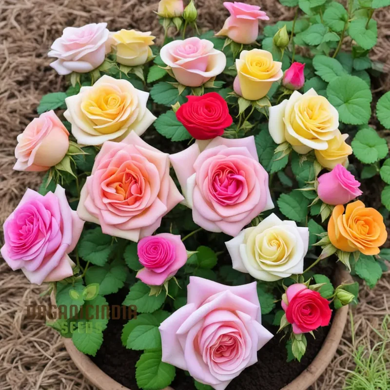 Blooming Diversity, Mixed Rose Flower Seeds, Non-GMO Varieties for Your Garden Delight